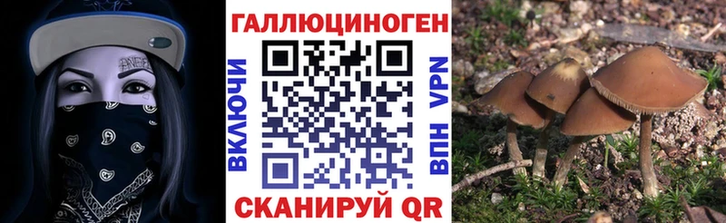 Псилоцибиновые грибы Psilocybine cubensis Сальск